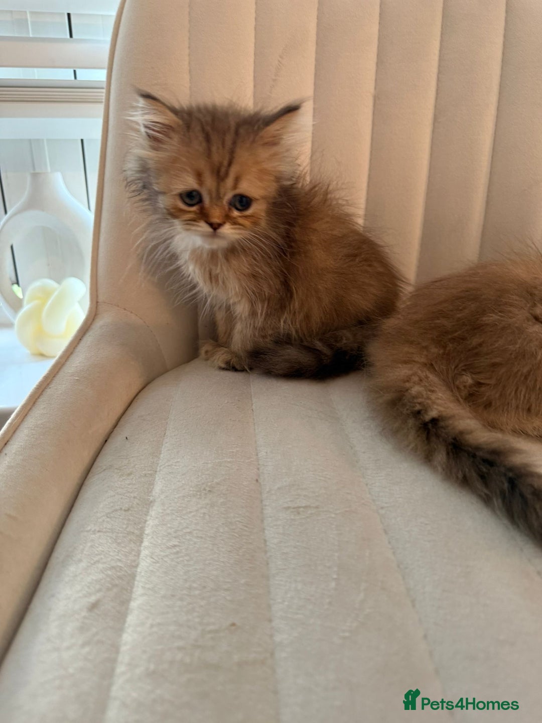 Persian cats for sale: Adorable Persian Kittens  - Image 5