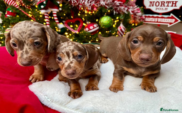 Miniature Dachshund dogs Mini Dachshund KC Reg -  ONLY 3 MALE PUPS LEFT!  - Advert 15