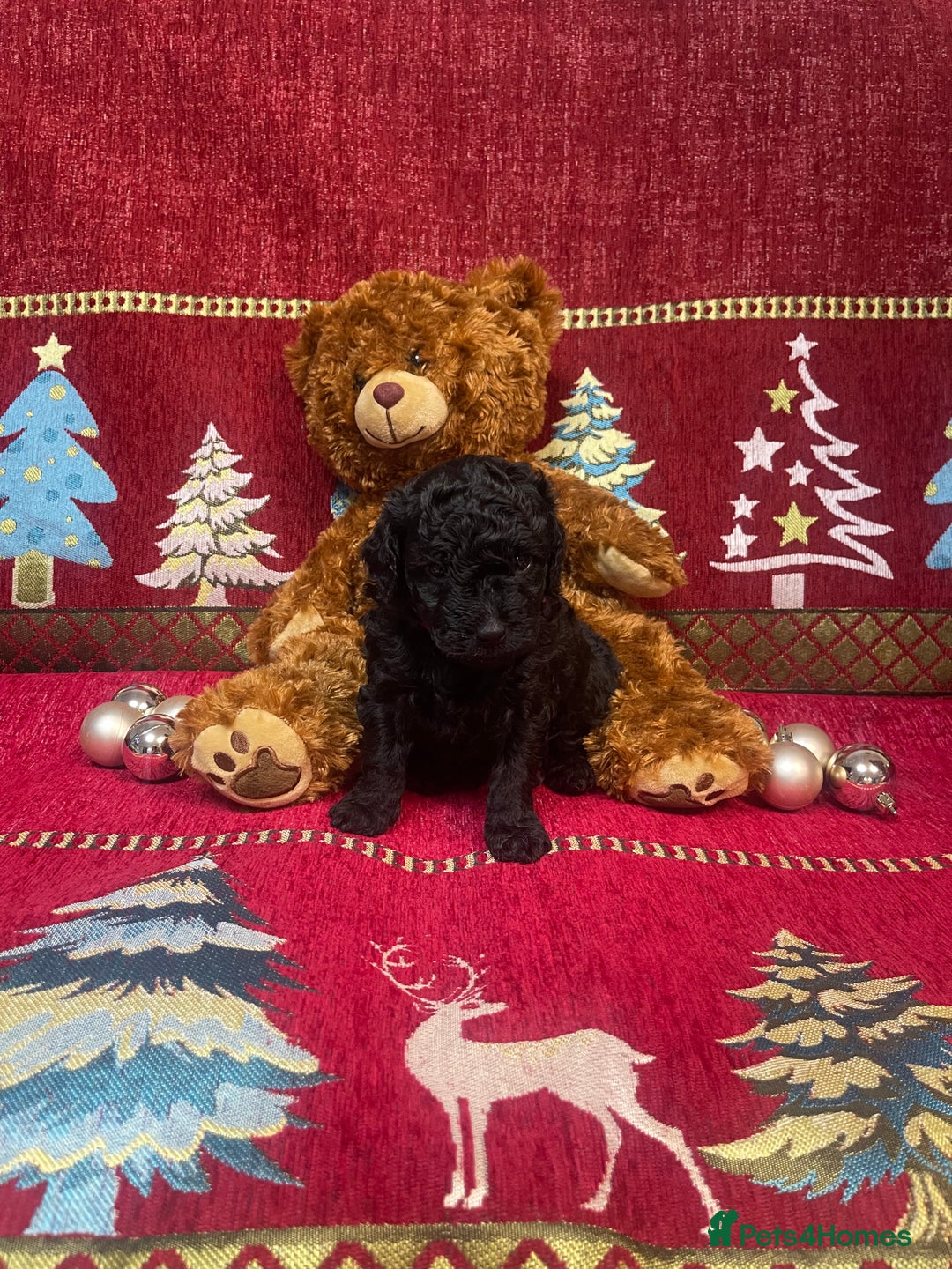 Cavapoo dogs for sale: F1B Cavapoo - Advert 9