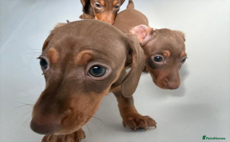 Dachshund dogs - Advert 2