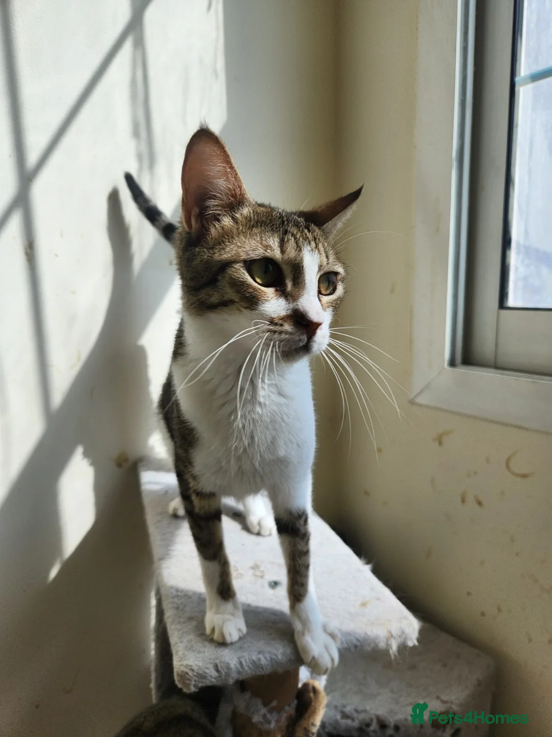 Arabian Mau cats for adoption: Rosie girl  - Advert 4