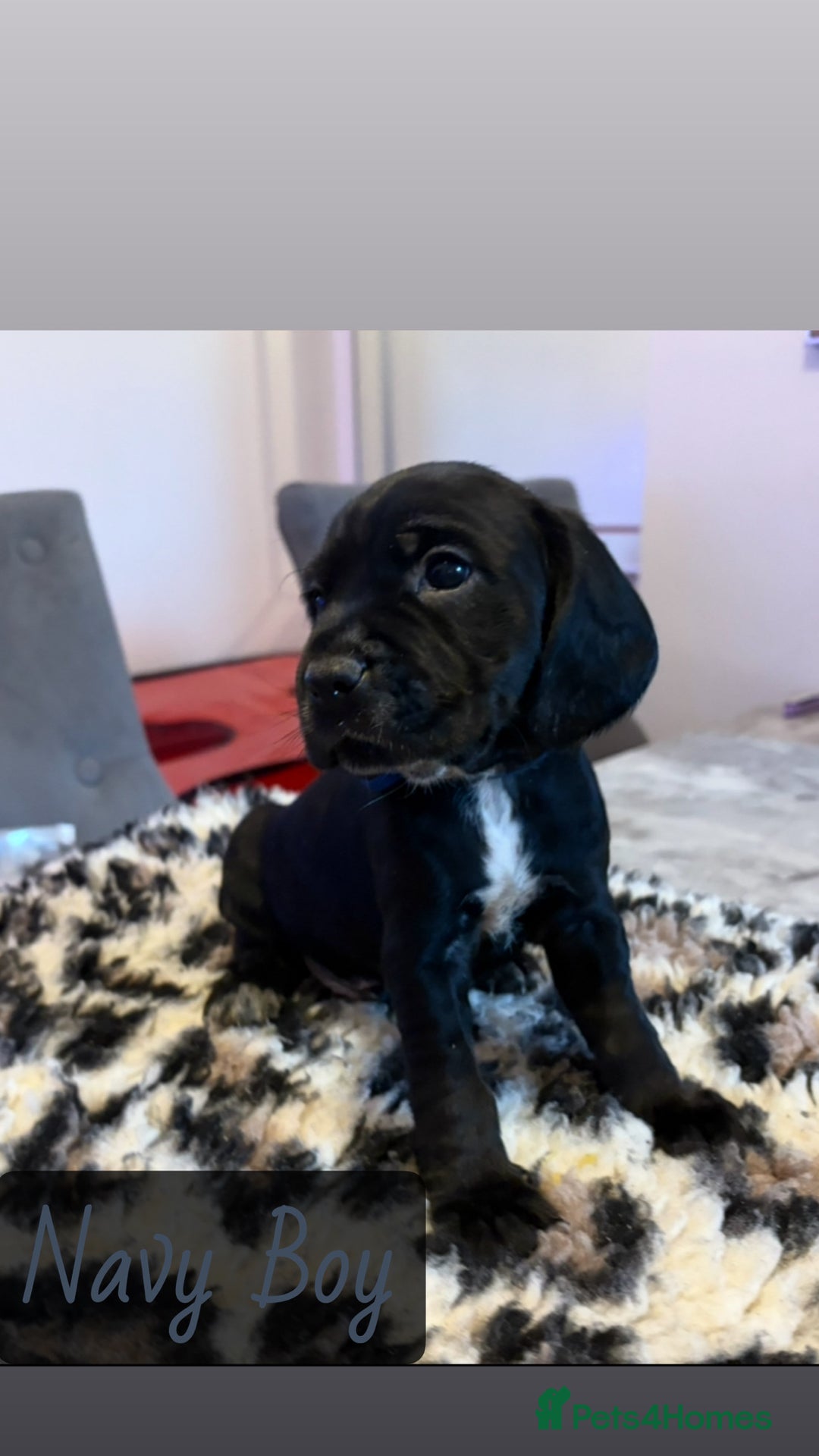 Mixed Breed dogs for sale: ⭐️ Cockerdor Puppies ⭐️  - Advert 11