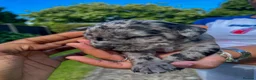 Mixed Breed dogs for sale: One of a kind mixed breed - Advert 4