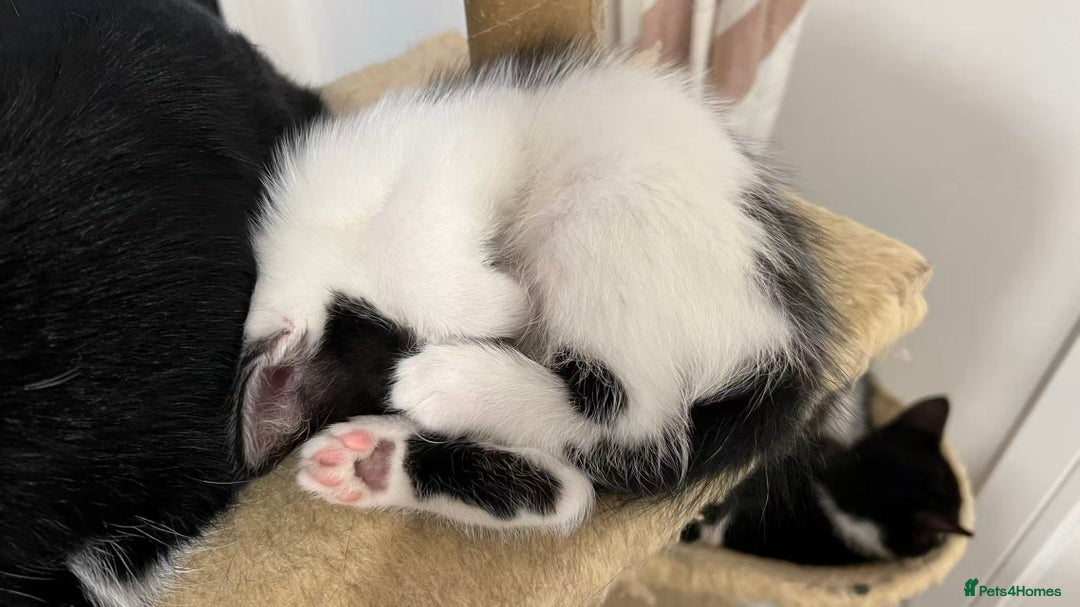 Mixed Breed cats for sale: Cute kittens and mom looking for a good home - Advert 9