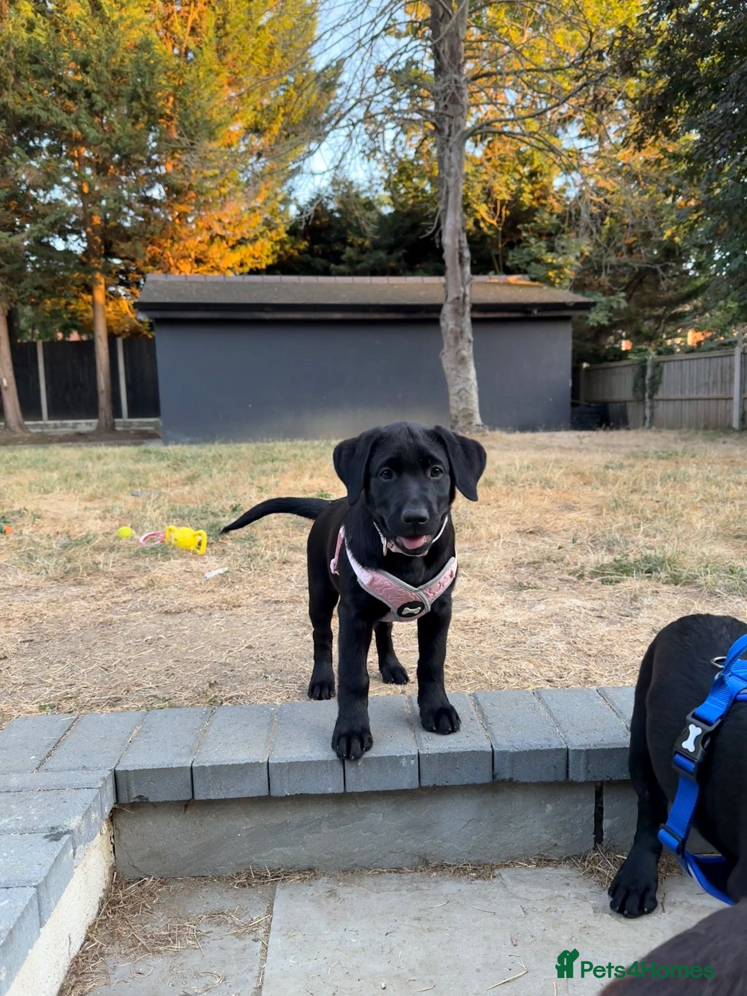 Labrador Retriever dogs Ready Now - Gorgeous Black Labrador Puppies  - Advert 2