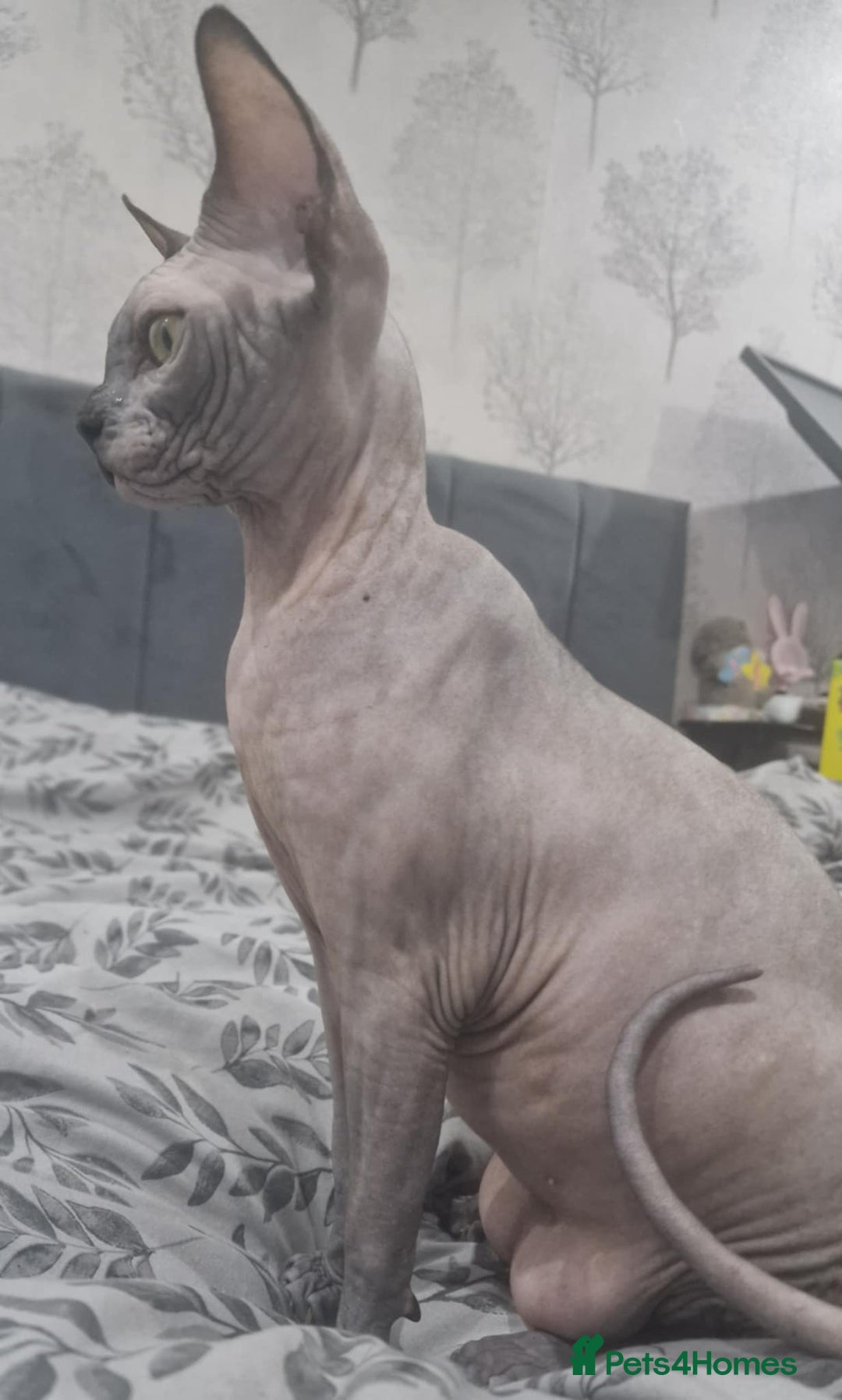 Sphynx cats for sale: Beautiful male boys available 🩷  - Advert 3