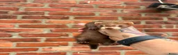Ferret rodents for sale: Mixture of Jill and hobs in Sunderland - Advert 12