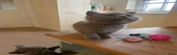 Russian Blue cats for sale: New litter 8wk Russian Blue British Shorthair boys - Advert 10