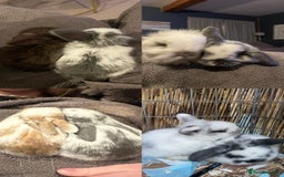 Mini Lop rabbits for sale: HAND-RAISED, FLUFFY AND FRIENDLY BUNNYS FOR SALE🥰 - Image 5