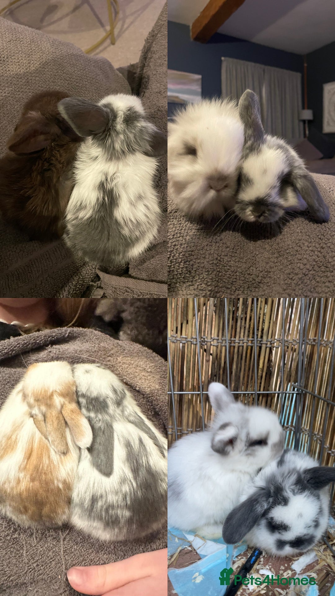 Mini Lop rabbits for sale: HAND-RAISED, FLUFFY AND FRIENDLY BUNNYS FOR SALE🥰 - Image 5