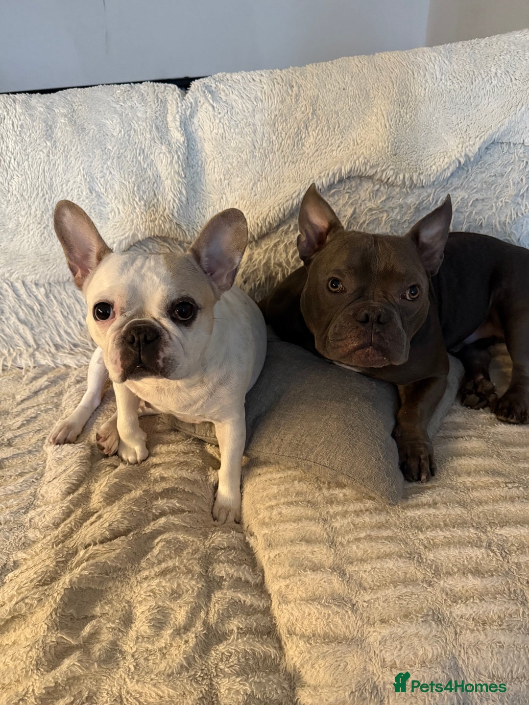 Mixed Breed dogs for sale: PEARL AND PAX - Advert 2