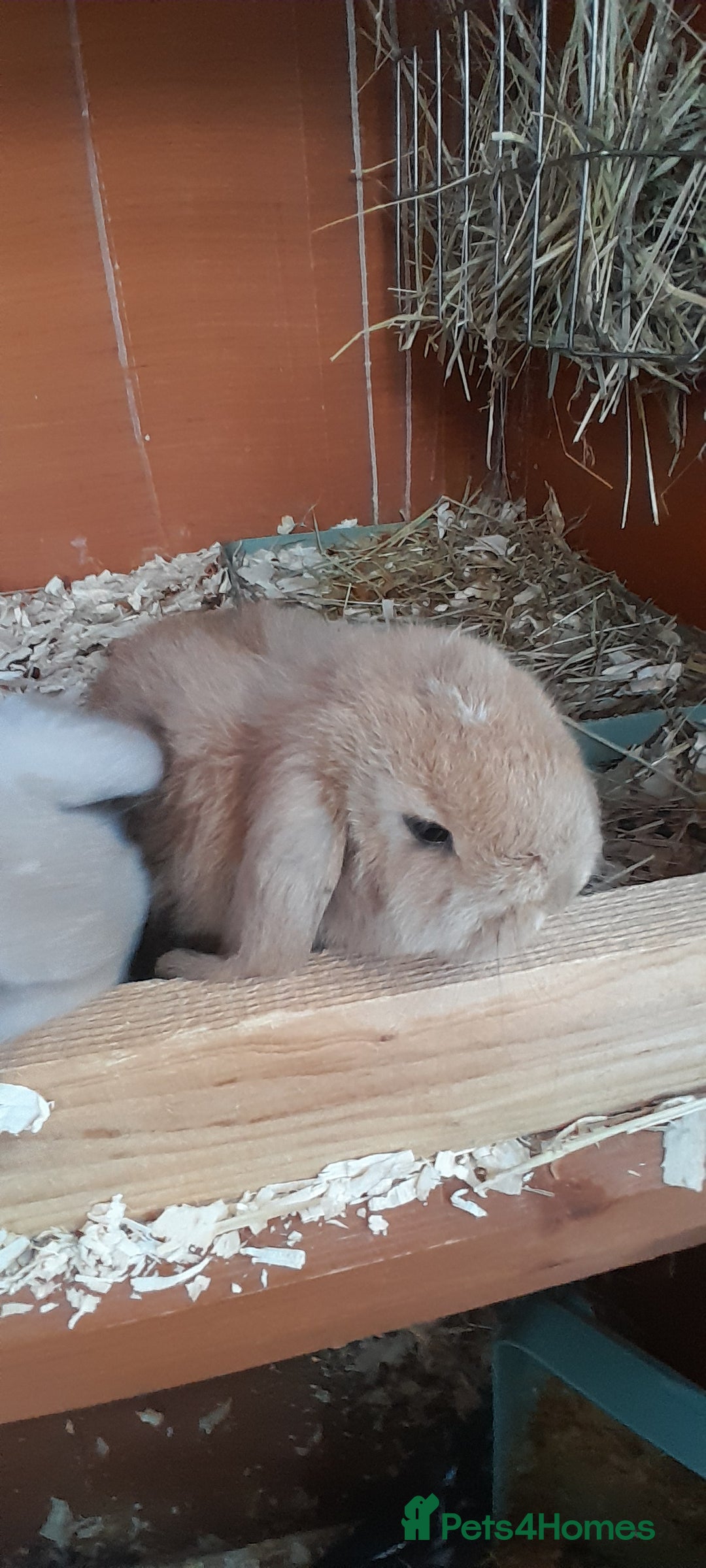 Mini Lop rabbits for sale: Two female mini lop babies - Advert 3