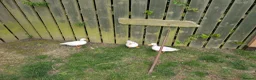 Ducks poultry for sale: Trio white call ducks  - Advert 7