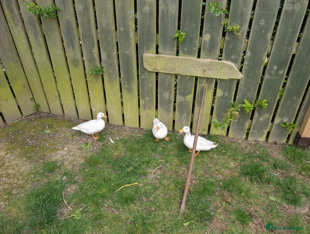 Ducks poultry for sale: Trio white call ducks  - Advert 7