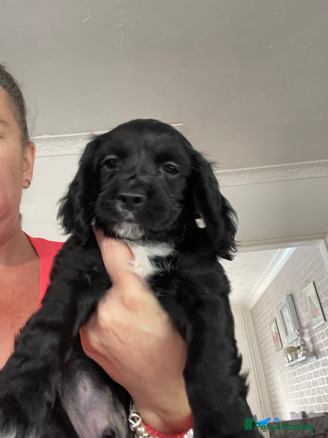 Cocker Spaniel dogs for sale: Boy pup  - Image 4