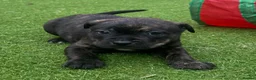 Mixed Breed dogs for sale: Blue American staffies - Advert 18