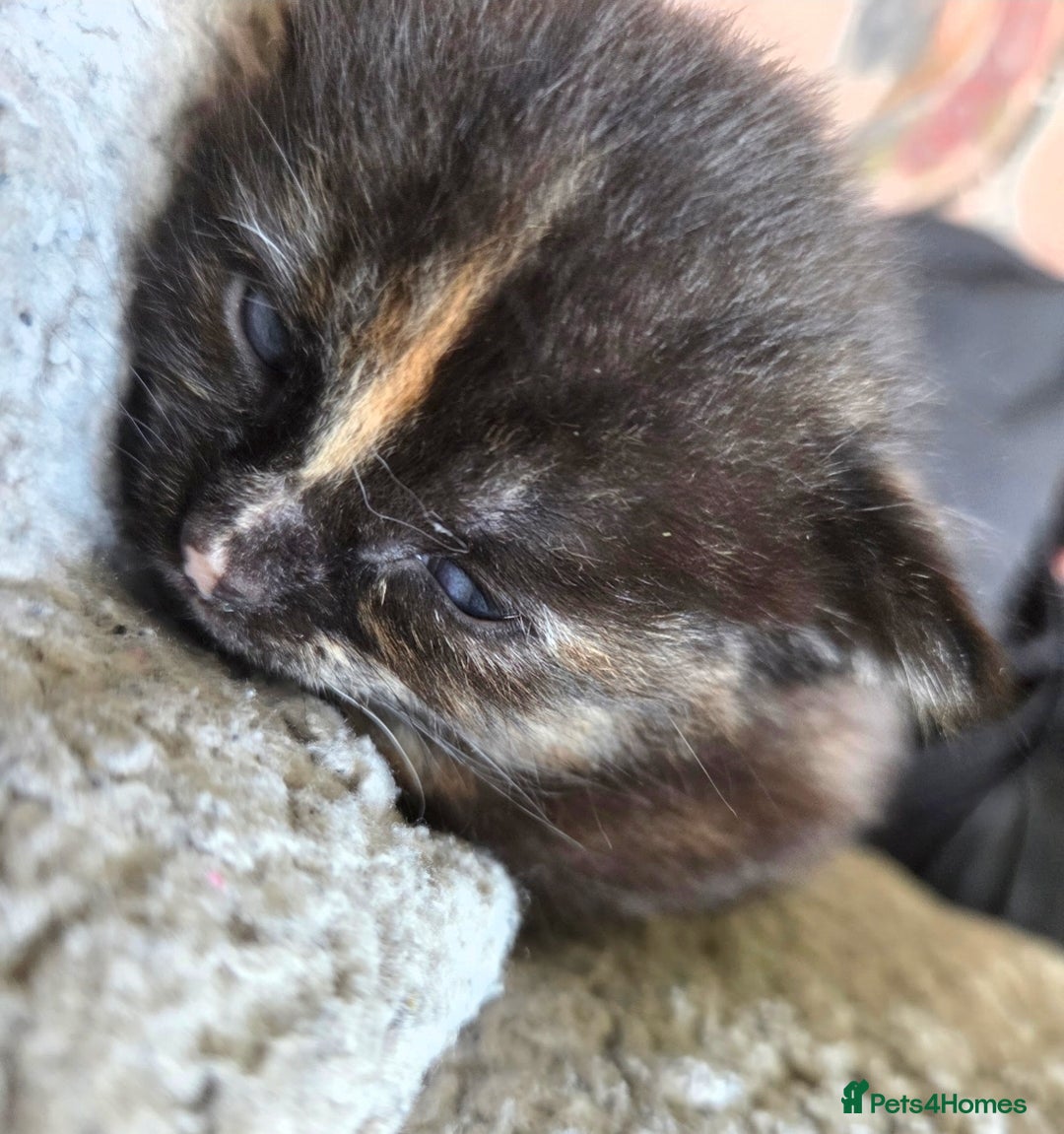 Mixed Breed cats for sale:  Beautiful Kittens Looking for Loving Homes - Advert 6