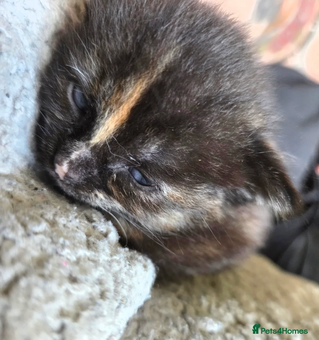 Mixed Breed cats for sale:  Beautiful Kittens Looking for Loving Homes - Advert 6