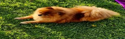 Pomeranian dogs for sale: Beautiful 3 Pomeranians up for reservation! - Advert 11