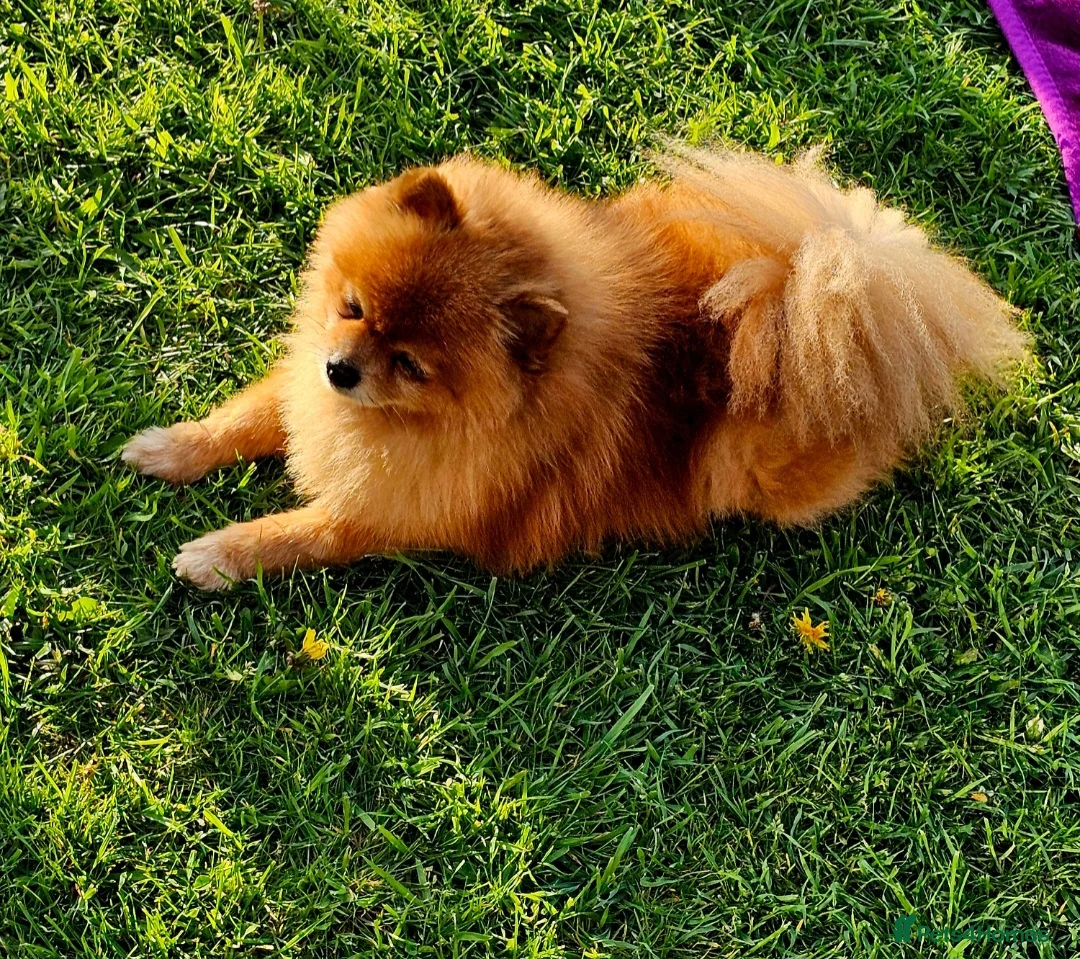 Pomeranian dogs for sale: Beautiful 3 Pomeranians up for reservation! - Advert 11