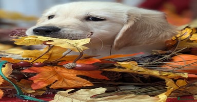 Golden Retriever dogs - Advert 1
