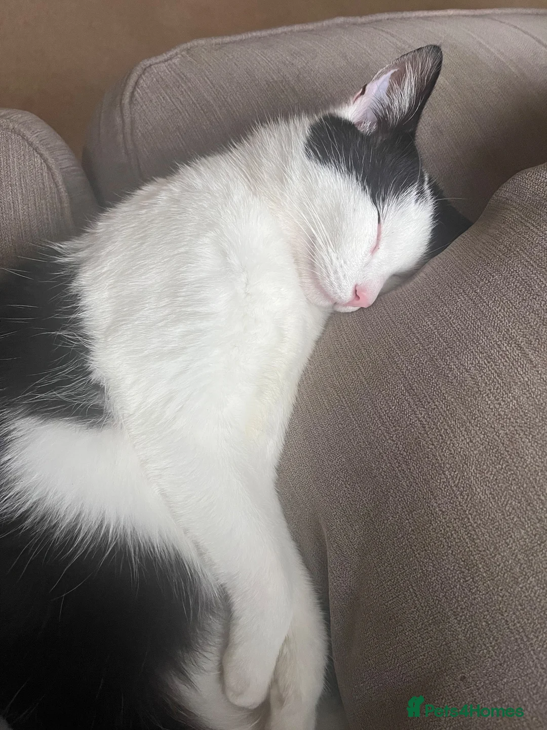 Mixed Breed cats for sale: Bruce  in Havant - Advert 3