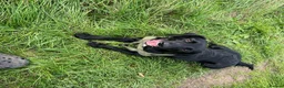 Springador dogs for sale: 8 Months old puppy  in Hull - Advert 9