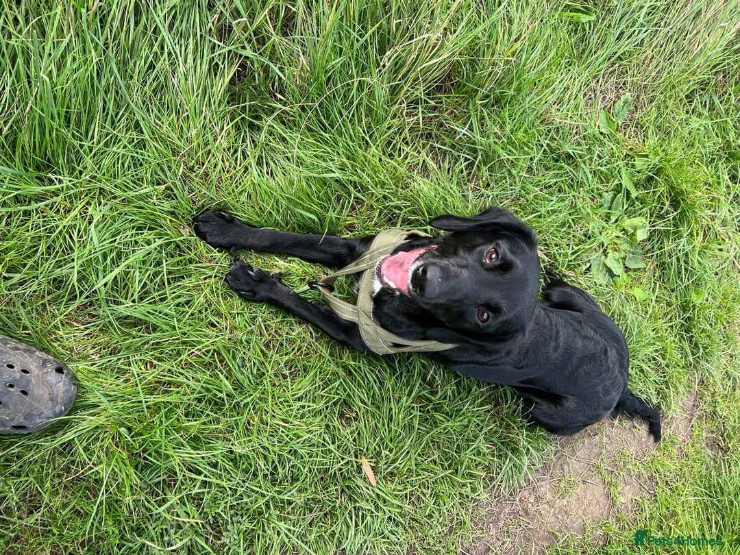 Springador dogs for sale: 8 Months old puppy  in Hull - Advert 9