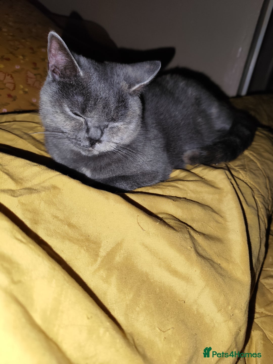 Scottish Fold cats for sale: Scottish Fold in need of a loving home  - Advert 3