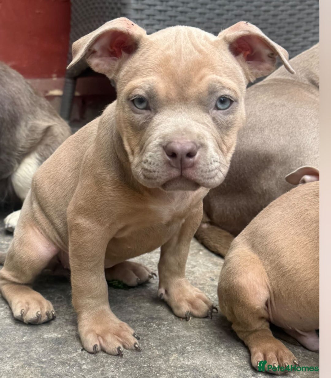 American Bully dogs for sale: Pocket bully puppy’s ready to go - Image 5