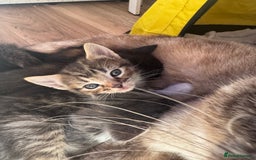Mixed Breed cats for sale: 3 stunning unique kittens - Image 1