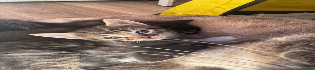 Mixed Breed Kitten 1