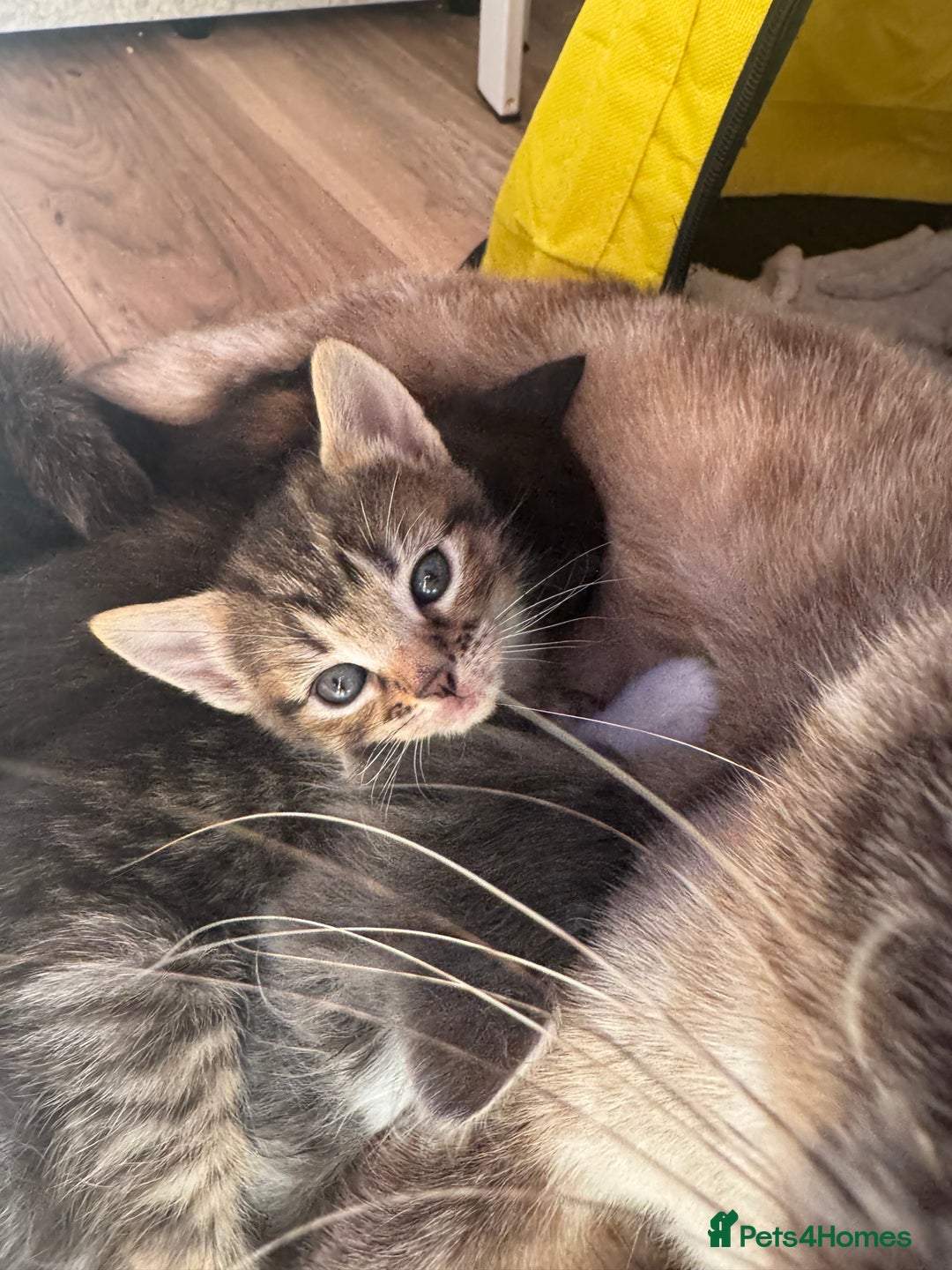 Mixed Breed cats for sale: 3 stunning unique kittens - Image 1