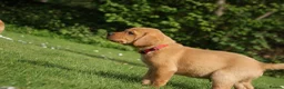 Labrador Retriever dogs for sale: Fox red Labrador puppies - Advert 1