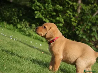Labrador Retriever dogs Fox red Labrador puppies - Advert 16