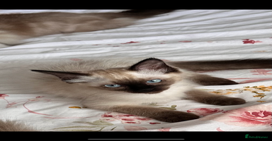 Ragdoll cats - Advert 2
