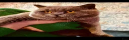 British Shorthair cats for sale: BSH kittens tica reg fulL VAX chipped READY NOW  - Advert 4