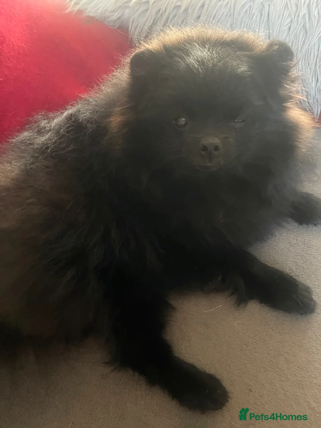 Pomeranian dogs for sale: KC reg Black Female Pomeranian - Advert 5