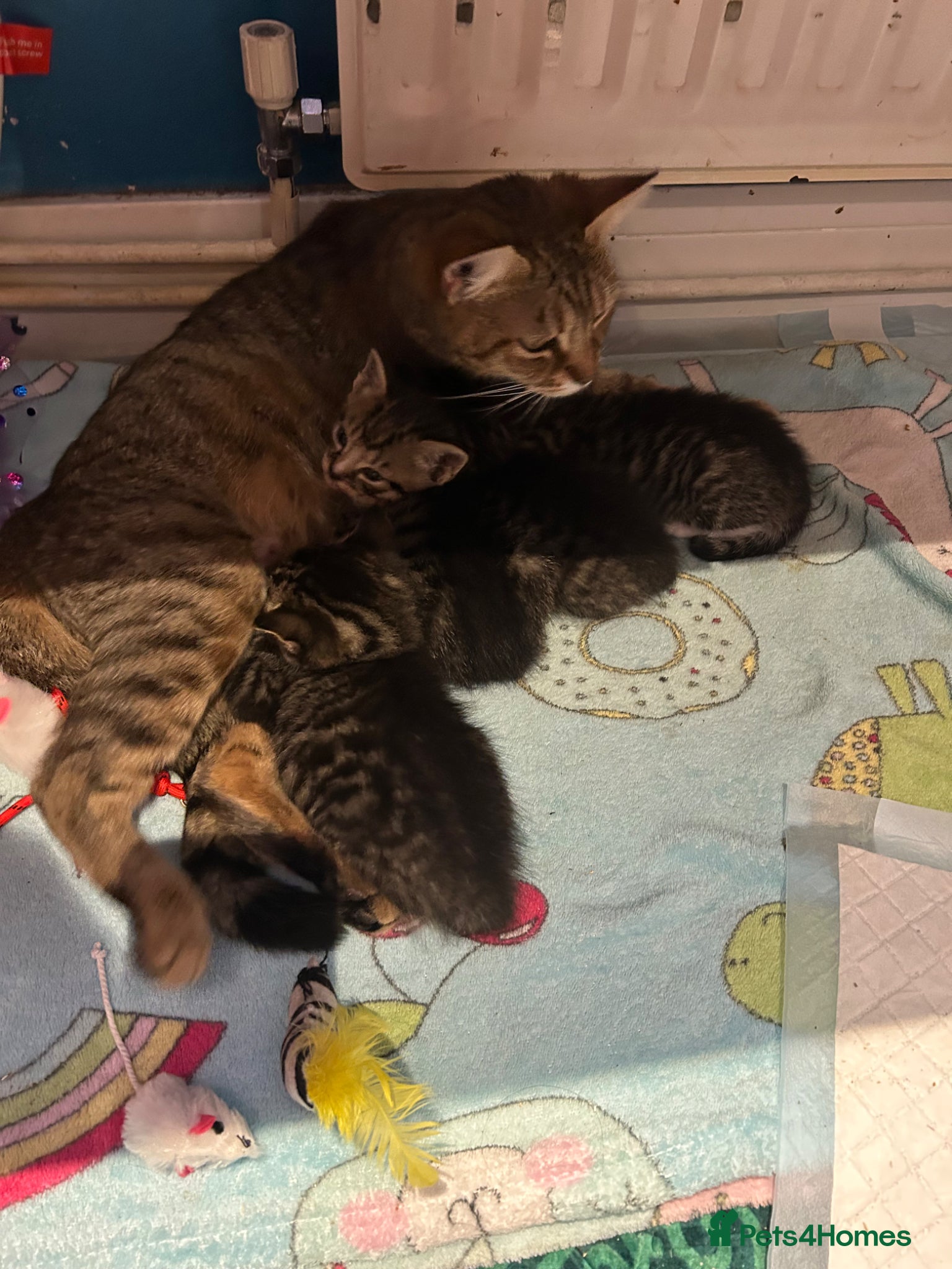 Mixed Breed cats Kittens for sale  - Advert 1