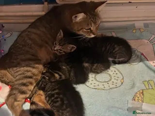 Mixed Breed cats Kittens for sale - Advert 15