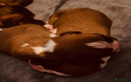 Boxer dogs for sale: KC Registered Boxer Puppies - Image 6