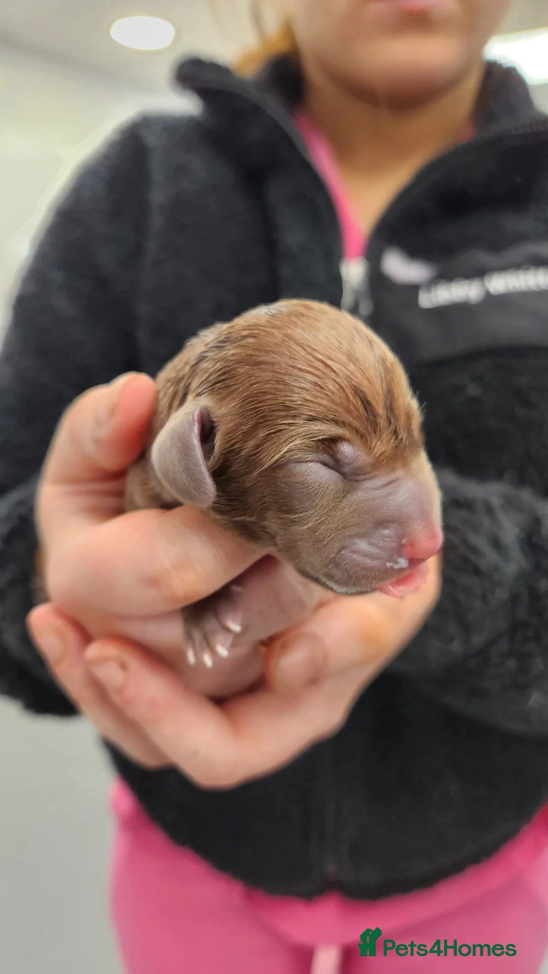 Miniature Dachshund dogs for sale: 4 miniture dachshunds - Advert 3