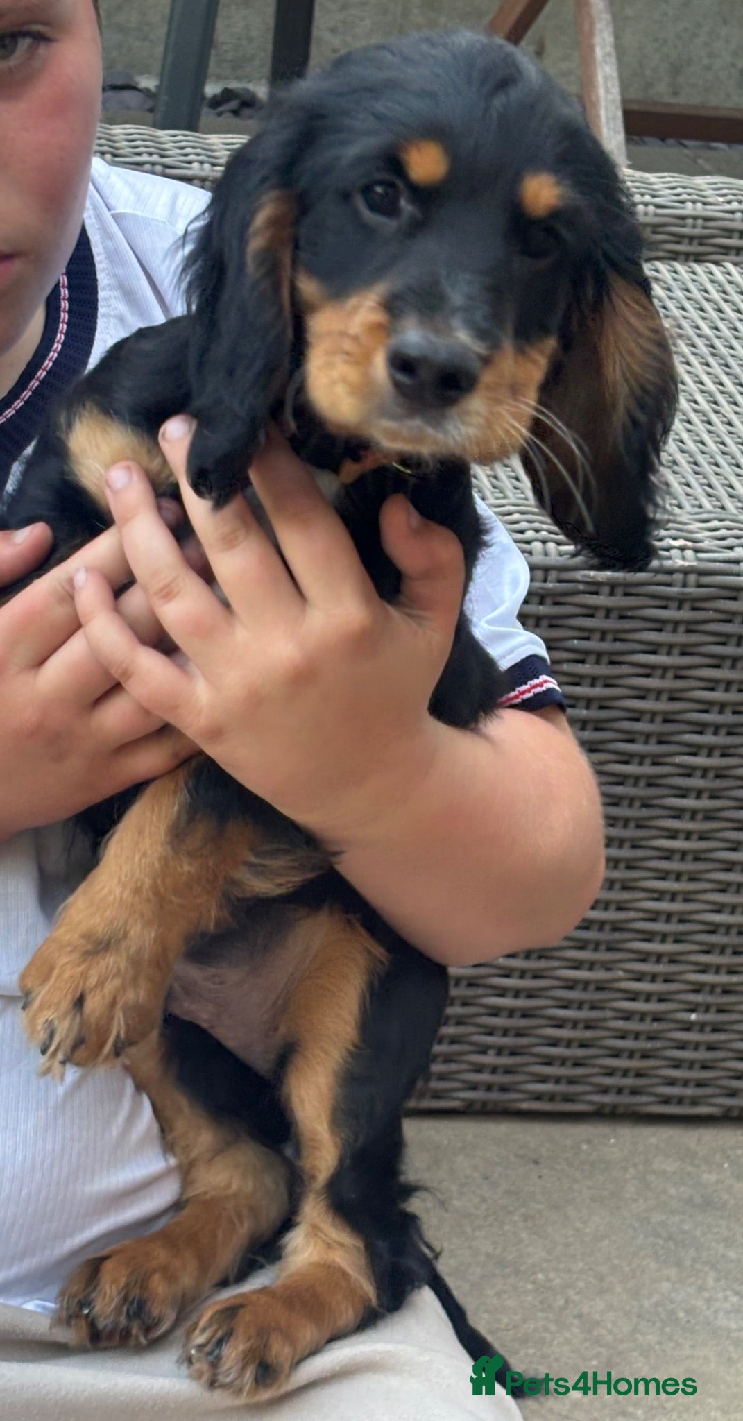 Mixed Breed dogs Cocker x cockalier male - ready to go - Advert 1
