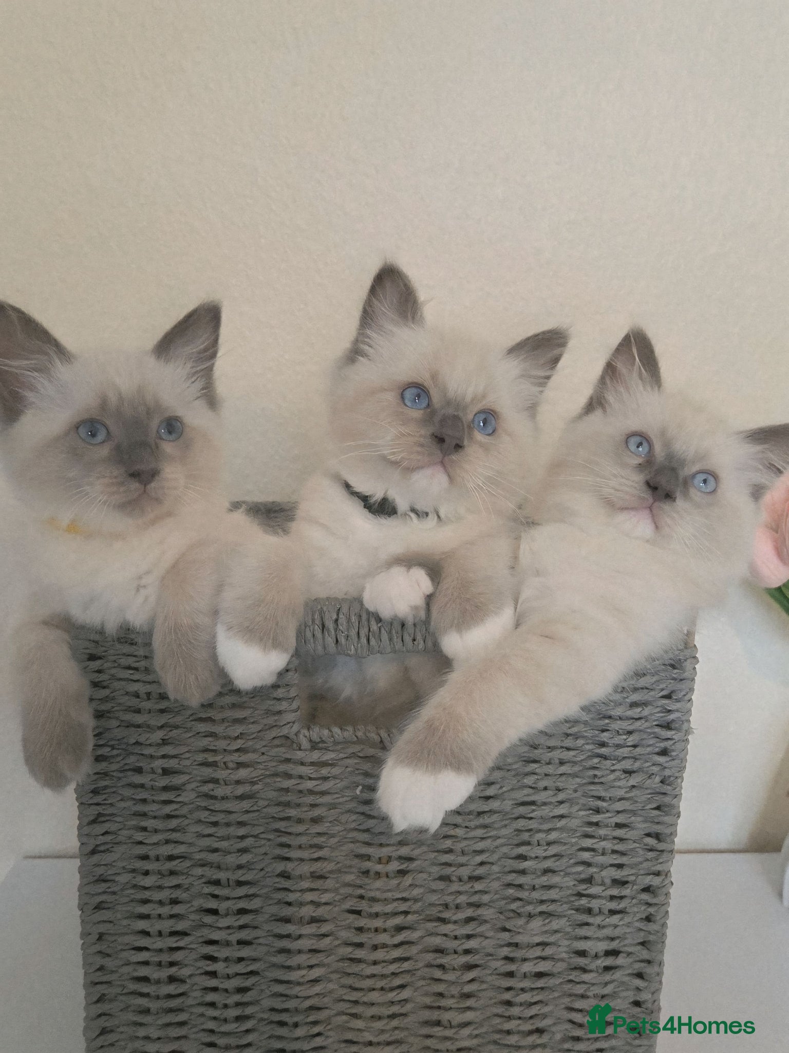 Ragdoll cats Pure Ragdoll Kittens Ready ! - Advert 6