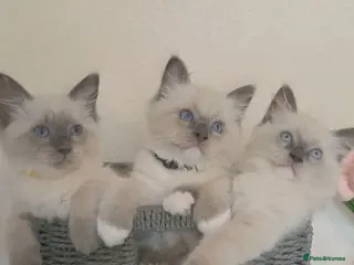 Ragdoll cats Pure Ragdoll Kittens Ready ! - Advert 6