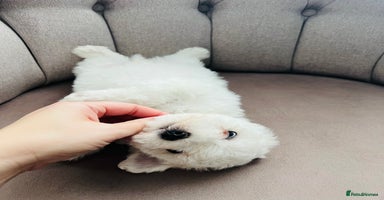 Mixed Breed dogs - Advert 6