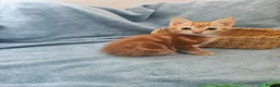 Mixed Breed cats for sale: Beautiful Kittens Videos in Barnsley - Advert 15