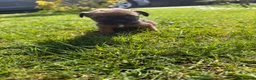 Border Terrier dogs for sale: Border terrior puppy’s  - Advert 2