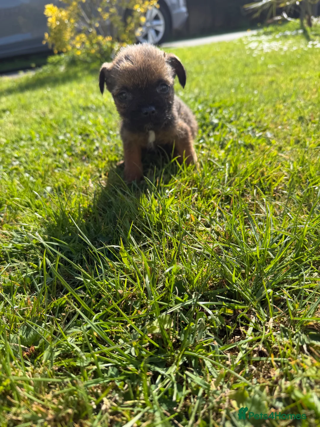 Border Terrier dogs for sale: Border terrior puppy’s  - Advert 2