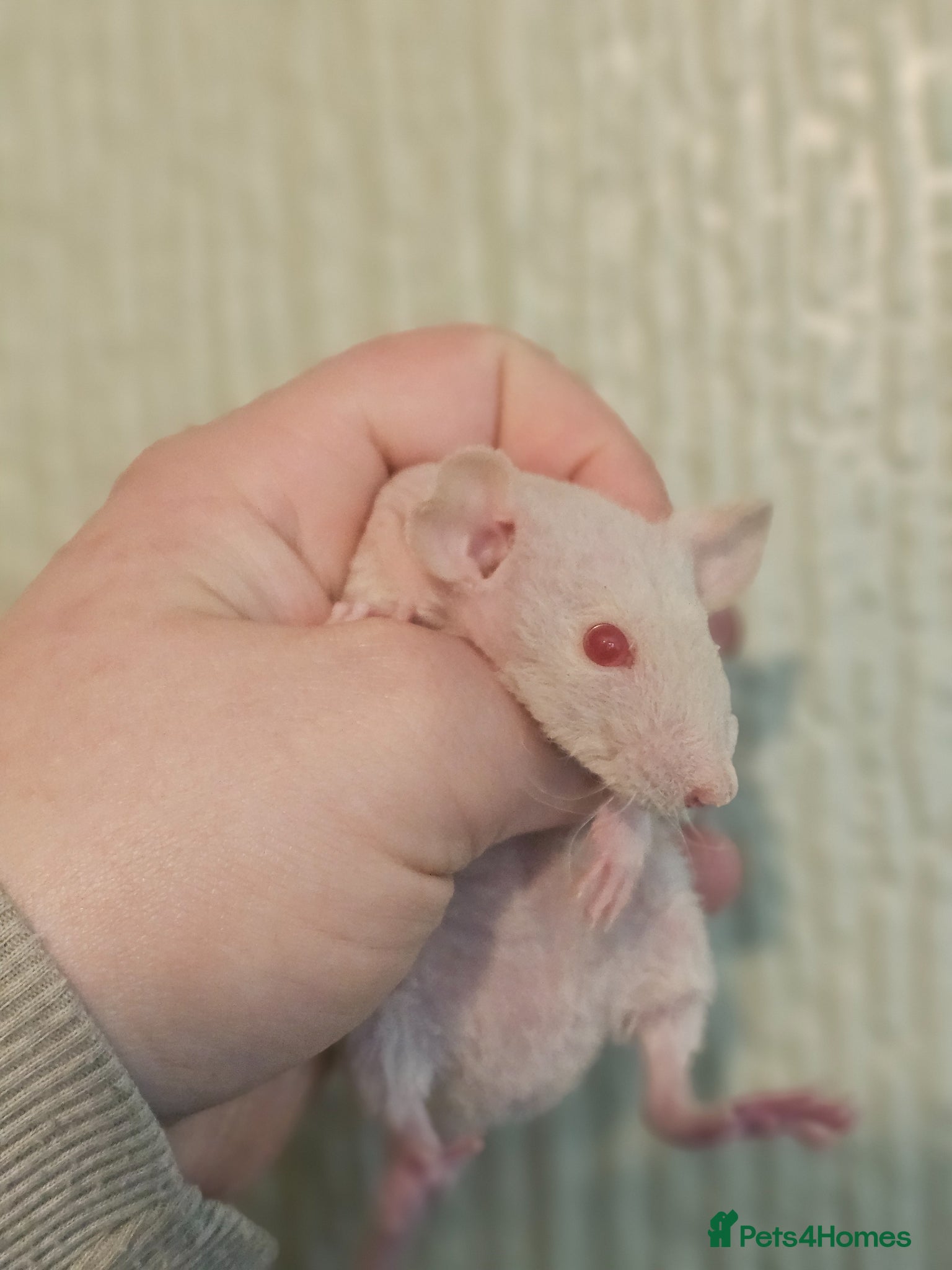 Rat rodents Baby Dumbo Rats ~ Double Rex - Advert 4